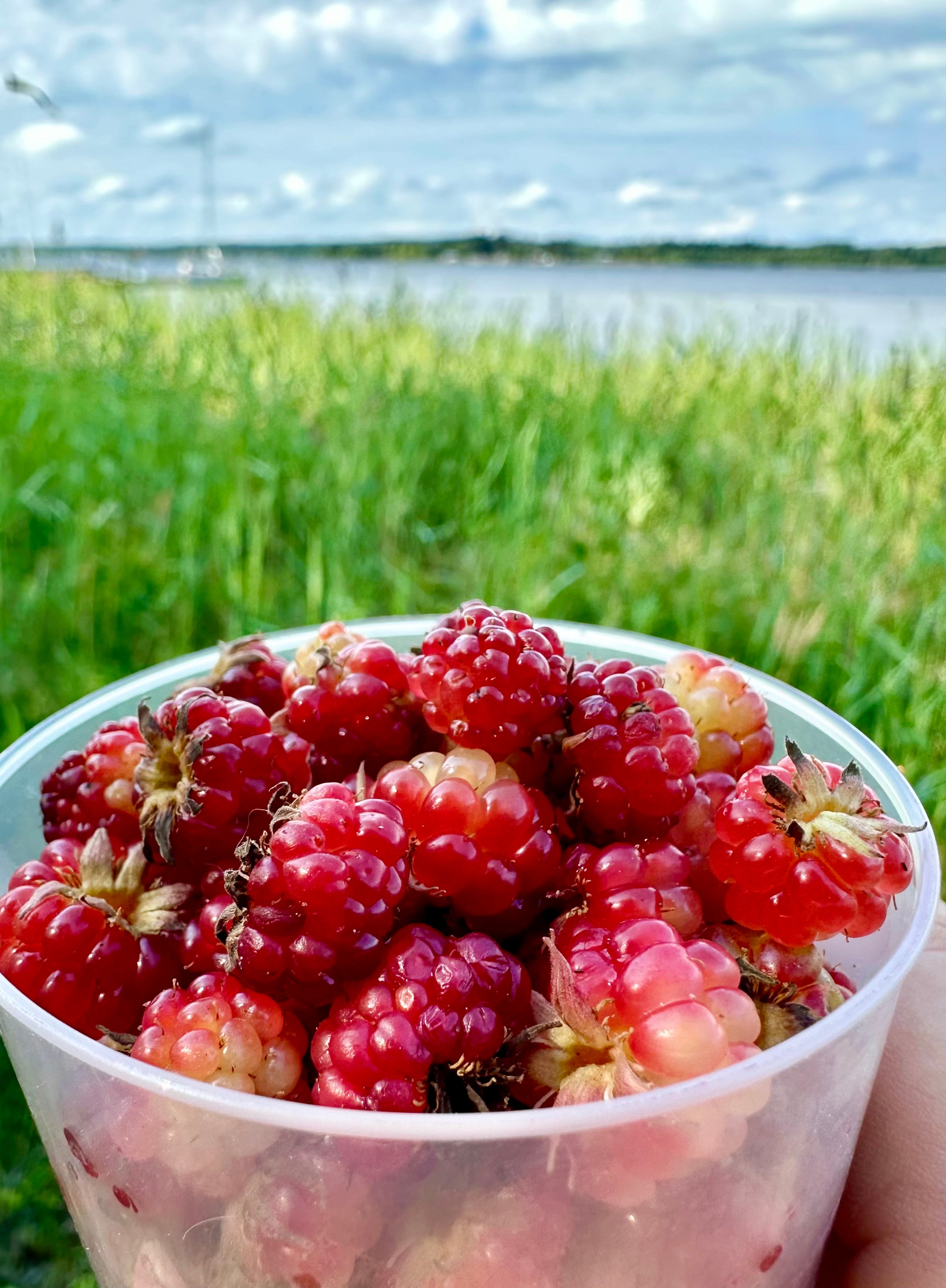 Åkerbär är Norrbottens röda guld! ... | Svante Öqvist | Sköna Hem